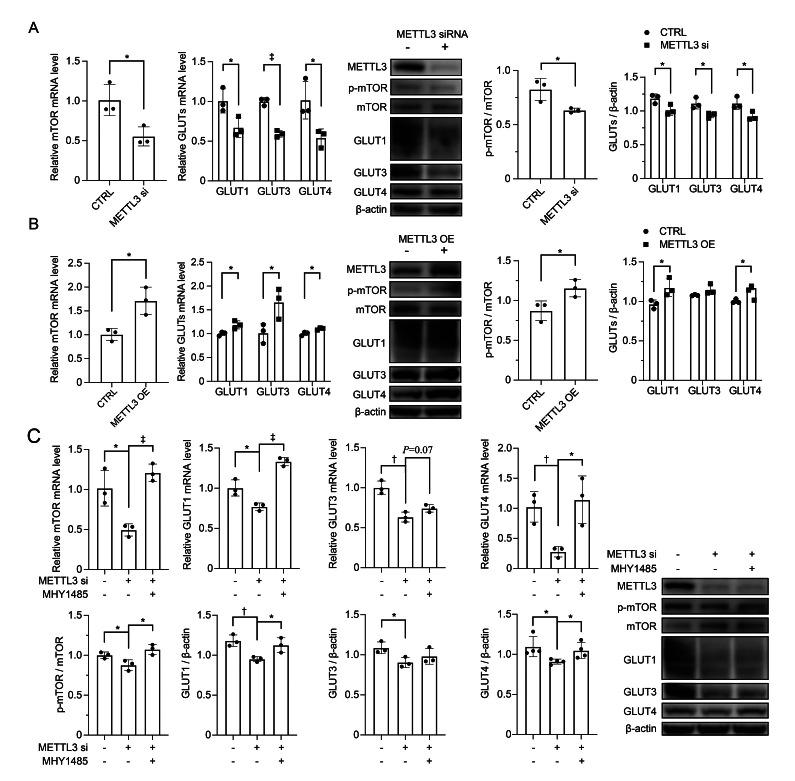 https://cdn.ncbi.nlm.nih.gov/pmc/blobs/17dc/11230790/fc5b85ad9a96/cm9-137-1563-g005.jpg