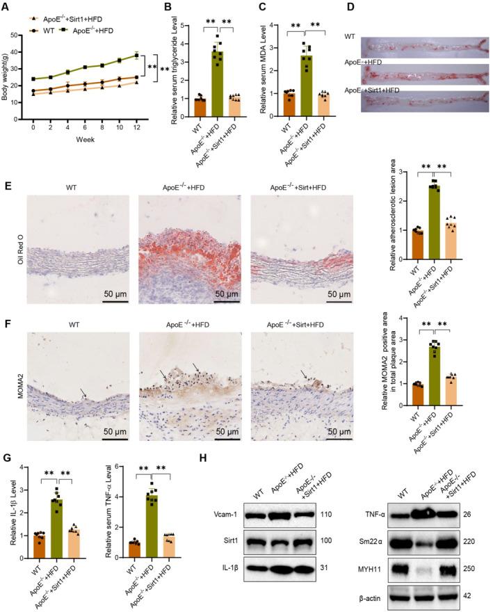 https://cdn.ncbi.nlm.nih.gov/pmc/blobs/17de/12143968/215a8c0285b6/CCS3-19-e70021-g006.jpg