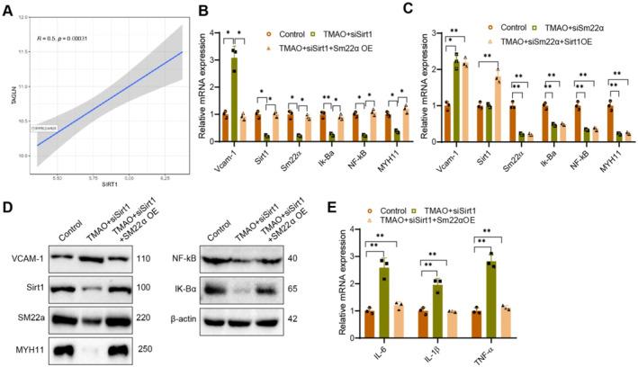 https://cdn.ncbi.nlm.nih.gov/pmc/blobs/17de/12143968/28d60a4438d5/CCS3-19-e70021-g004.jpg