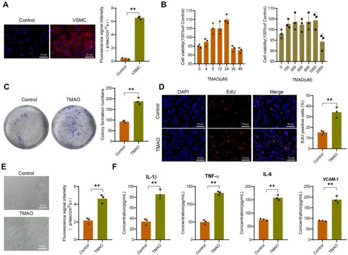 https://cdn.ncbi.nlm.nih.gov/pmc/blobs/17de/12143968/32f569500db3/CCS3-19-e70021-g007.jpg