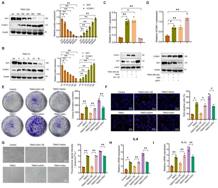 https://cdn.ncbi.nlm.nih.gov/pmc/blobs/17de/12143968/63b35ac38610/CCS3-19-e70021-g001.jpg