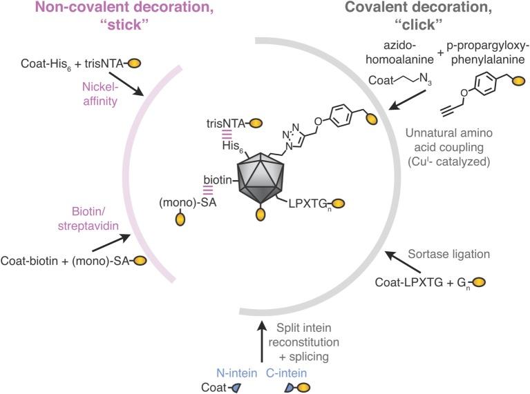 https://cdn.ncbi.nlm.nih.gov/pmc/blobs/17e4/6028521/6416bc47c2ce/fimmu-09-01432-g002.jpg