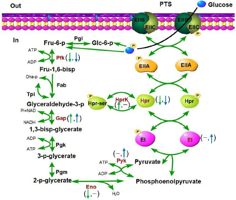 https://cdn.ncbi.nlm.nih.gov/pmc/blobs/17e4/8707513/cbe7cda37fbc/microorganisms-09-02442-g009.jpg