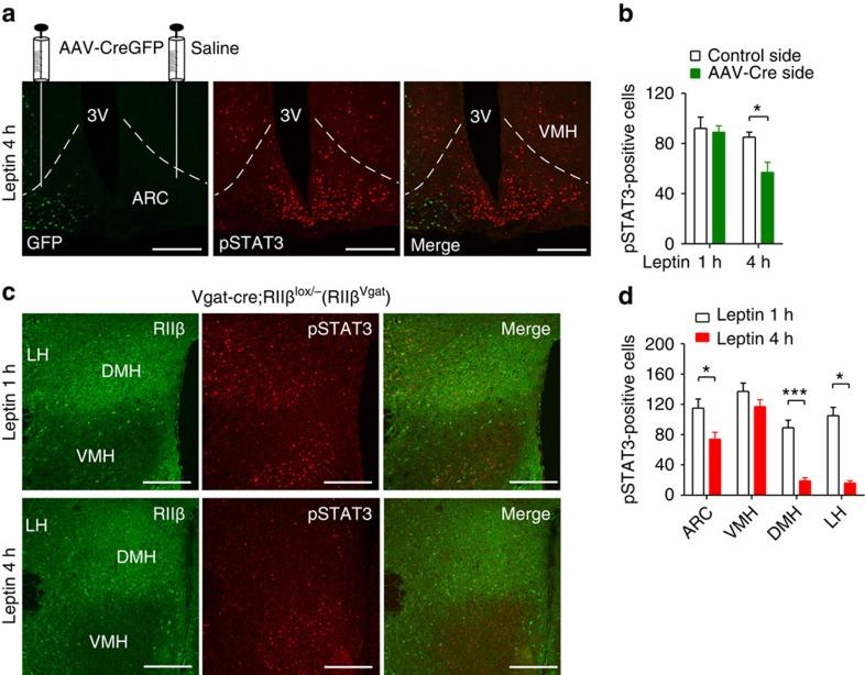 https://cdn.ncbi.nlm.nih.gov/pmc/blobs/17e5/4595595/1b451a64527a/ncomms9237-f4.jpg