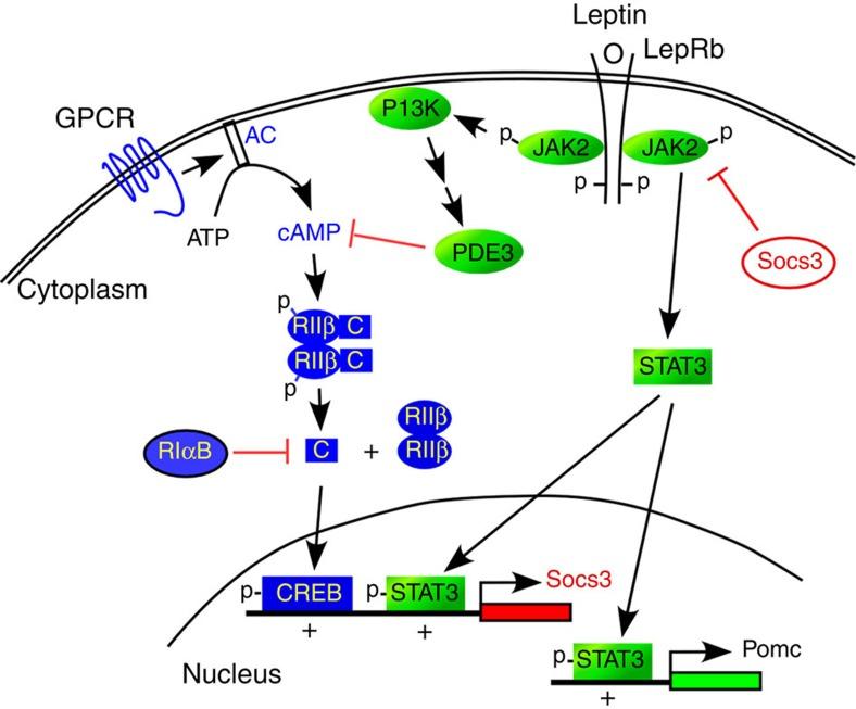 https://cdn.ncbi.nlm.nih.gov/pmc/blobs/17e5/4595595/49f2a0039f19/ncomms9237-f7.jpg