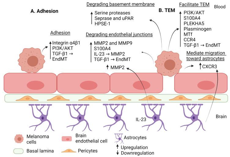 https://cdn.ncbi.nlm.nih.gov/pmc/blobs/17e9/10137309/b9cde7ba479b/cancers-15-02258-g002.jpg