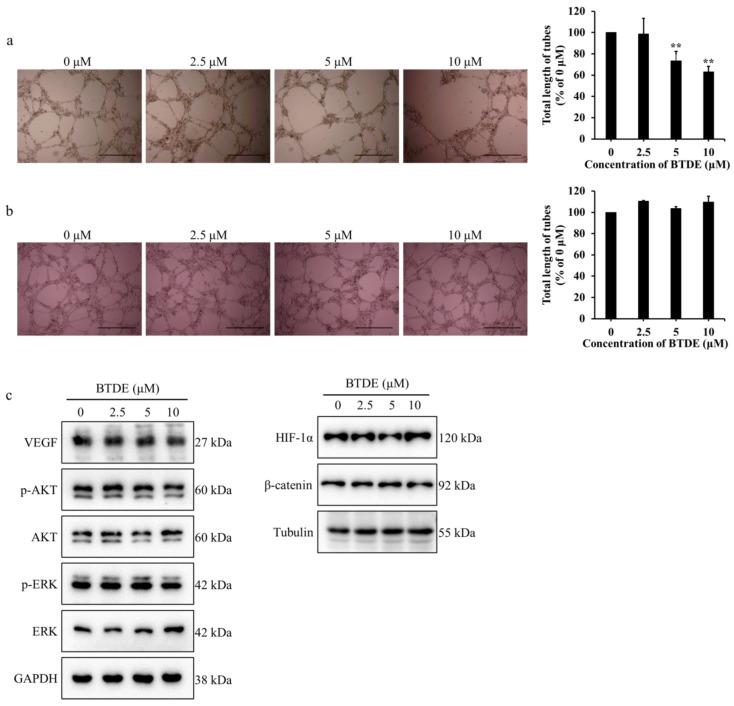 https://cdn.ncbi.nlm.nih.gov/pmc/blobs/17ea/8617710/32aff8634760/marinedrugs-19-00641-g005.jpg
