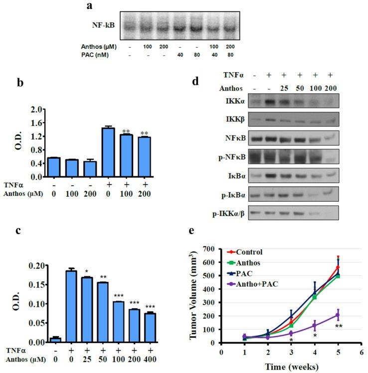 https://cdn.ncbi.nlm.nih.gov/pmc/blobs/17ec/8699375/7b2f46d28fba/cancers-13-06248-g006.jpg