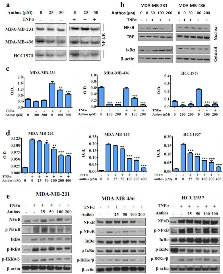 https://cdn.ncbi.nlm.nih.gov/pmc/blobs/17ec/8699375/efe812047878/cancers-13-06248-g002.jpg