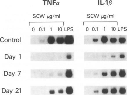 https://cdn.ncbi.nlm.nih.gov/pmc/blobs/17ee/1886500/25ef62a9088e/amjpathol00089-0205-b.jpg