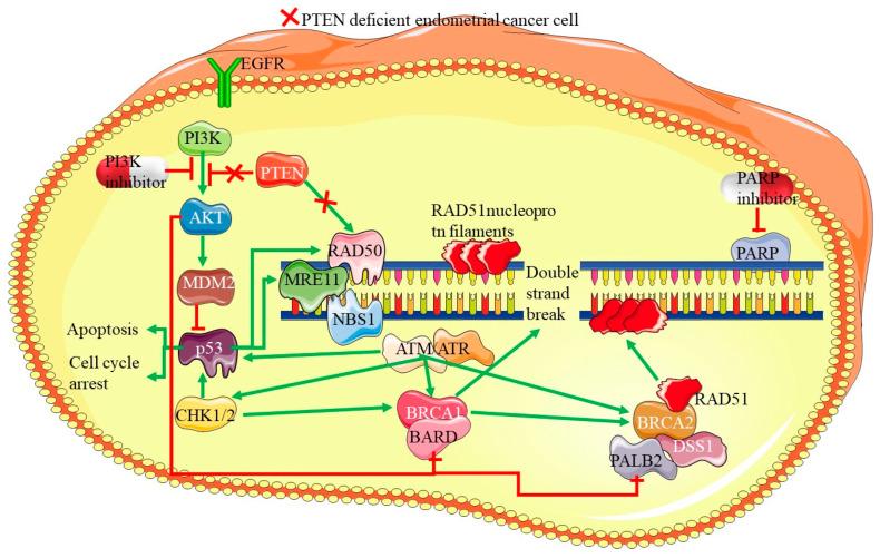 https://cdn.ncbi.nlm.nih.gov/pmc/blobs/17ef/11898822/92b1ed590fd8/cells-14-00382-g008.jpg