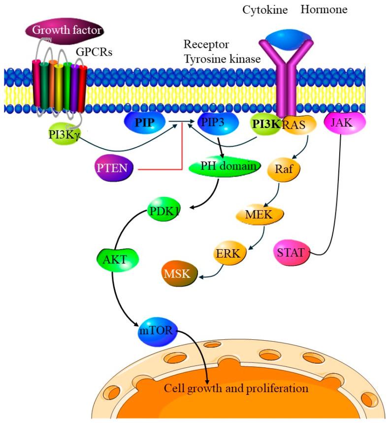 https://cdn.ncbi.nlm.nih.gov/pmc/blobs/17ef/11898822/a468c7f636ef/cells-14-00382-g005.jpg