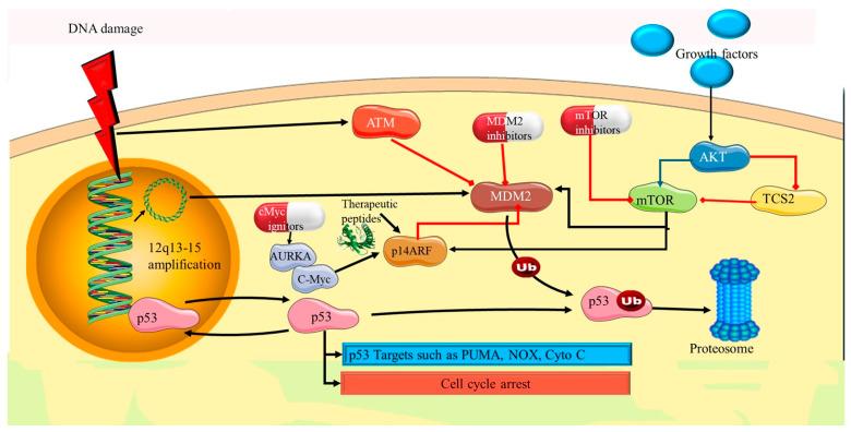 https://cdn.ncbi.nlm.nih.gov/pmc/blobs/17ef/11898822/c209c35c2be1/cells-14-00382-g006.jpg