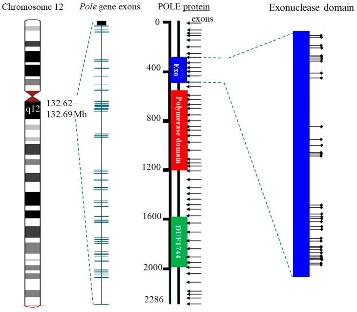 https://cdn.ncbi.nlm.nih.gov/pmc/blobs/17ef/11898822/d68fa2930d31/cells-14-00382-g004.jpg