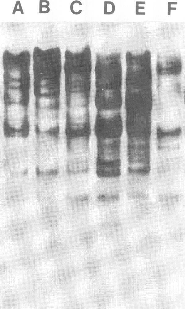 https://cdn.ncbi.nlm.nih.gov/pmc/blobs/17ef/553231/8c9fb3204f86/emboj00303-0161-b.jpg