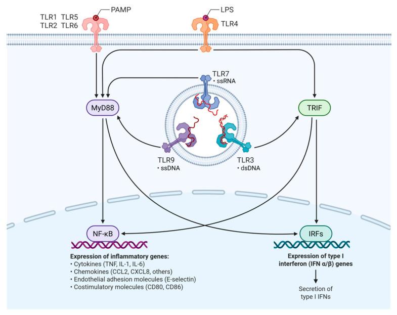 https://cdn.ncbi.nlm.nih.gov/pmc/blobs/17f2/12295078/454b953fa913/genes-16-00764-g001.jpg