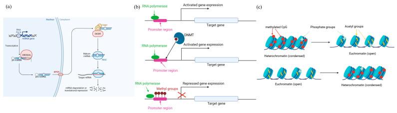 https://cdn.ncbi.nlm.nih.gov/pmc/blobs/17f2/12295078/c8dd093aebbc/genes-16-00764-g002.jpg