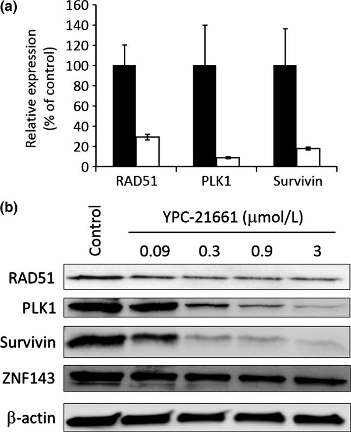 https://cdn.ncbi.nlm.nih.gov/pmc/blobs/17f2/5448606/081b2d1d1904/CAS-108-1042-g003.jpg
