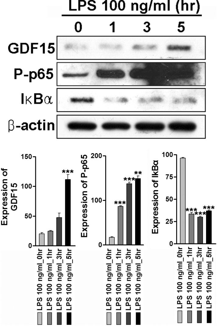 https://cdn.ncbi.nlm.nih.gov/pmc/blobs/17f8/4479809/a2b0ade0698a/en-24-133-g003.jpg