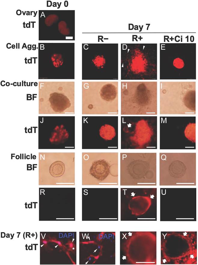 https://cdn.ncbi.nlm.nih.gov/pmc/blobs/17fa/11729052/facdf68b6a04/REP-24-0151fig7.jpg