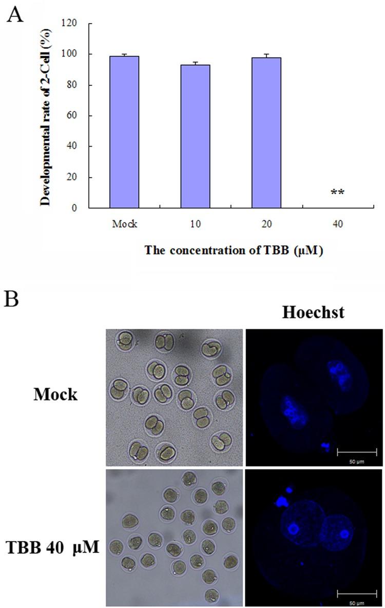 https://cdn.ncbi.nlm.nih.gov/pmc/blobs/17fa/5481635/221483e0881b/jrd-63-319-g002.jpg