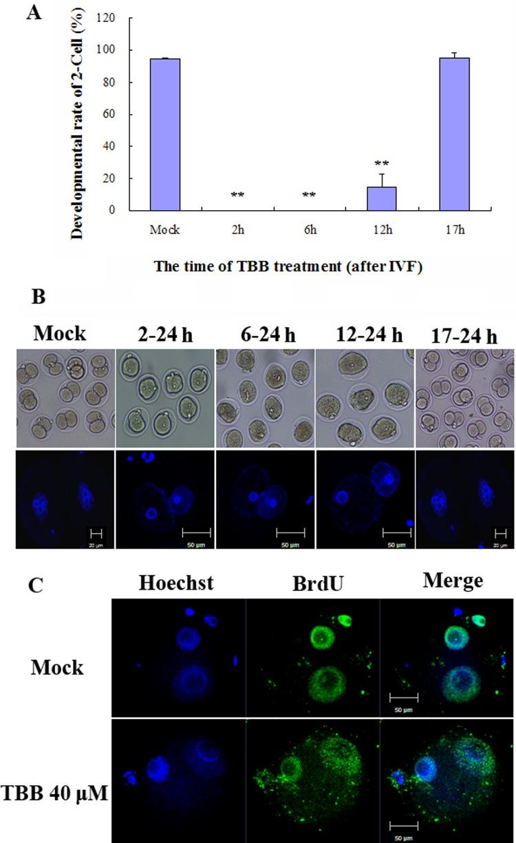 https://cdn.ncbi.nlm.nih.gov/pmc/blobs/17fa/5481635/4767592c7a4a/jrd-63-319-g003.jpg