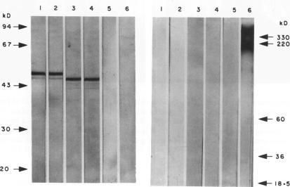 https://cdn.ncbi.nlm.nih.gov/pmc/blobs/17fd/1534213/f358ab26855a/clinexpimmunol00013-0011-a.jpg