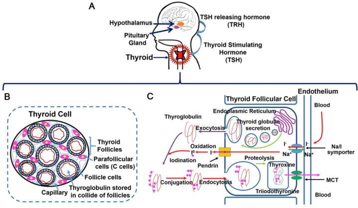 https://cdn.ncbi.nlm.nih.gov/pmc/blobs/17ff/9476742/30c39c1eb1af/gr1.jpg