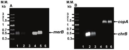 https://cdn.ncbi.nlm.nih.gov/pmc/blobs/1800/3056708/4b6ac9ea3471/pone.0017555.g002.jpg