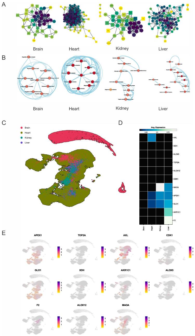 https://cdn.ncbi.nlm.nih.gov/pmc/blobs/1802/11722285/d4abc907fbc2/molecules-30-00173-g005.jpg