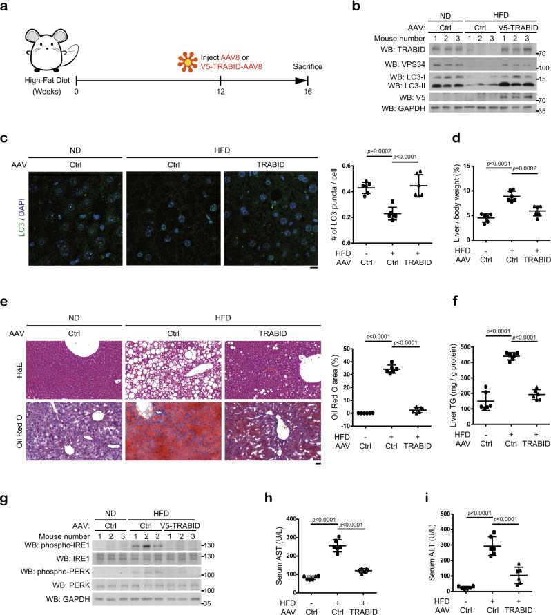 https://cdn.ncbi.nlm.nih.gov/pmc/blobs/1802/7910580/489c35bceea1/41467_2021_21715_Fig7_HTML.jpg