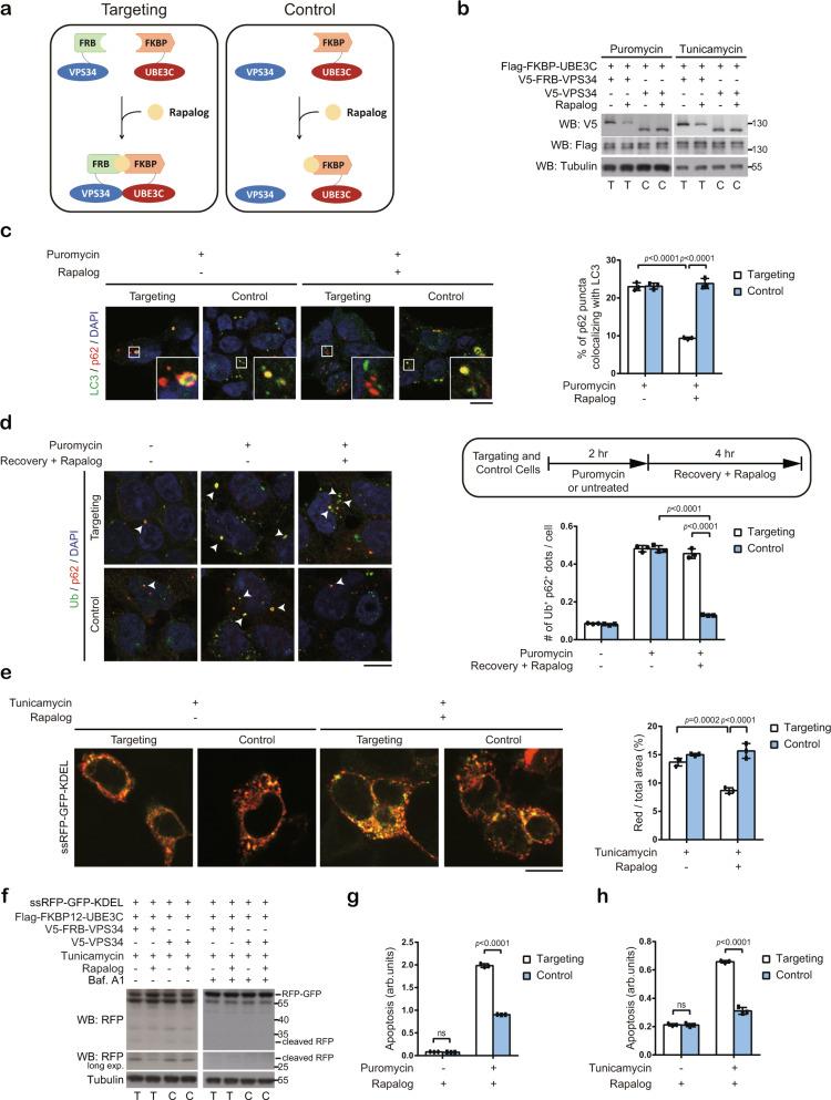https://cdn.ncbi.nlm.nih.gov/pmc/blobs/1802/7910580/dcdd9567d6ac/41467_2021_21715_Fig6_HTML.jpg
