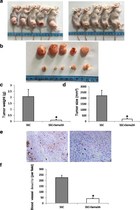 https://cdn.ncbi.nlm.nih.gov/pmc/blobs/1807/5501443/12dad51f2b86/40360_2017_163_Fig4_HTML.jpg