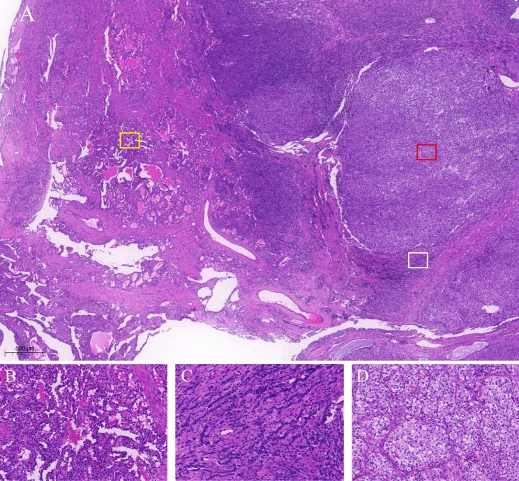 https://cdn.ncbi.nlm.nih.gov/pmc/blobs/180c/12273292/c4abc7120850/12905_2025_3910_Fig4_HTML.jpg