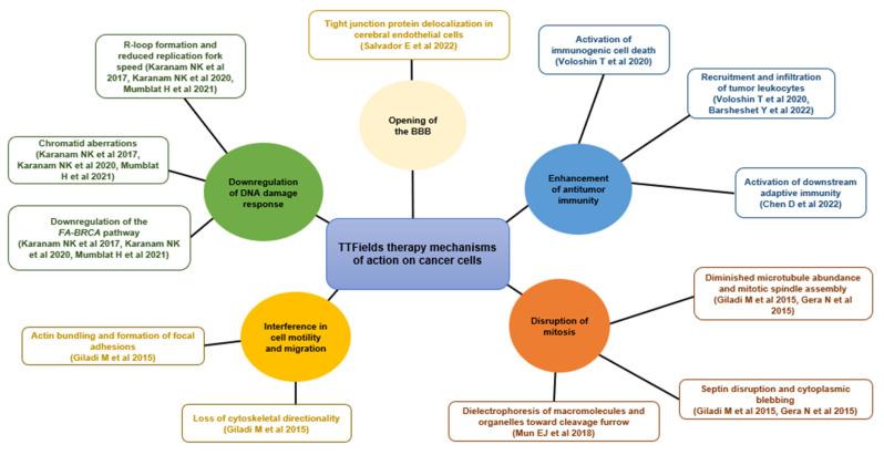 https://cdn.ncbi.nlm.nih.gov/pmc/blobs/1810/9913762/ba5b0378e29c/cancers-15-00636-g002.jpg