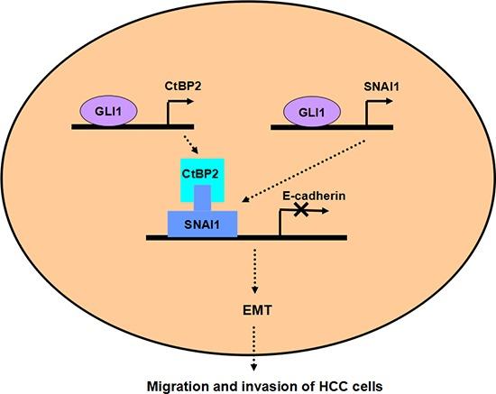https://cdn.ncbi.nlm.nih.gov/pmc/blobs/1814/4414151/1131e6e3d1c4/oncotarget-06-3752-g009.jpg