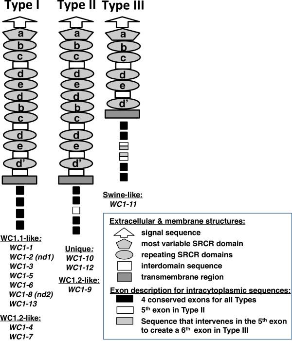 https://cdn.ncbi.nlm.nih.gov/pmc/blobs/1816/3511184/9d923abb3abb/1471-2156-13-86-11.jpg