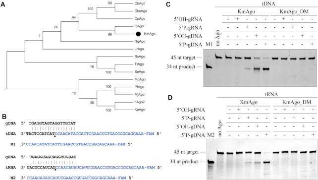 https://cdn.ncbi.nlm.nih.gov/pmc/blobs/1816/7897485/b9b7b3606d8c/gkaa1278fig1.jpg