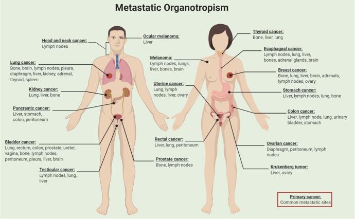 https://cdn.ncbi.nlm.nih.gov/pmc/blobs/181d/7067809/d112f9674431/41392_2020_134_Fig5_HTML.jpg