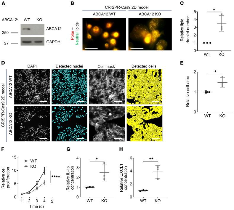https://cdn.ncbi.nlm.nih.gov/pmc/blobs/1828/7456239/0dea5da196aa/jci-130-132987-g220.jpg