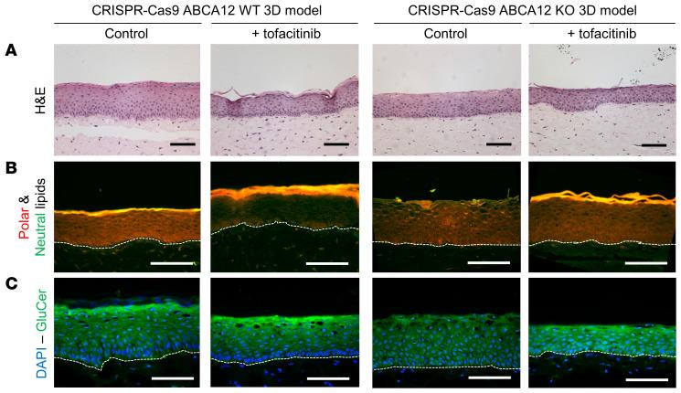 https://cdn.ncbi.nlm.nih.gov/pmc/blobs/1828/7456239/36b458d3b47b/jci-130-132987-g226.jpg