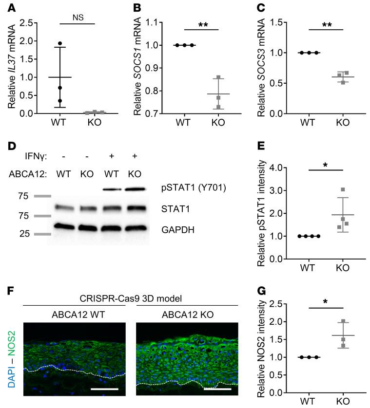 https://cdn.ncbi.nlm.nih.gov/pmc/blobs/1828/7456239/39ad33707478/jci-130-132987-g223.jpg