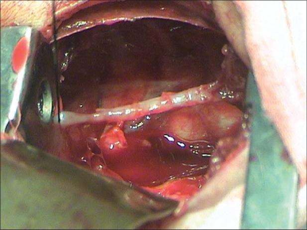 https://cdn.ncbi.nlm.nih.gov/pmc/blobs/1829/2905537/1ec9df38150d/JIAPS-14-73-g001.jpg