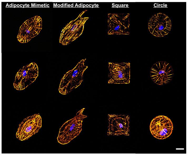 https://cdn.ncbi.nlm.nih.gov/pmc/blobs/1832/9315624/1879c339d989/ijms-23-07731-g010.jpg