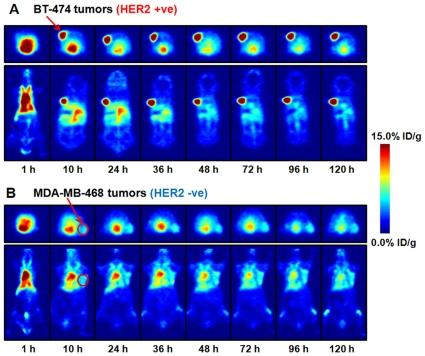 https://cdn.ncbi.nlm.nih.gov/pmc/blobs/1834/2810330/c6bced230717/pone.0008859.g005.jpg