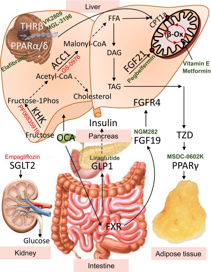https://cdn.ncbi.nlm.nih.gov/pmc/blobs/1835/7877845/21d98cd2457d/CTS-14-11-g001.jpg