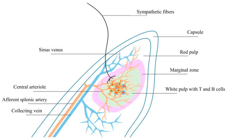 https://cdn.ncbi.nlm.nih.gov/pmc/blobs/1836/12027612/0cbf4105124b/jcm-14-02746-g003.jpg
