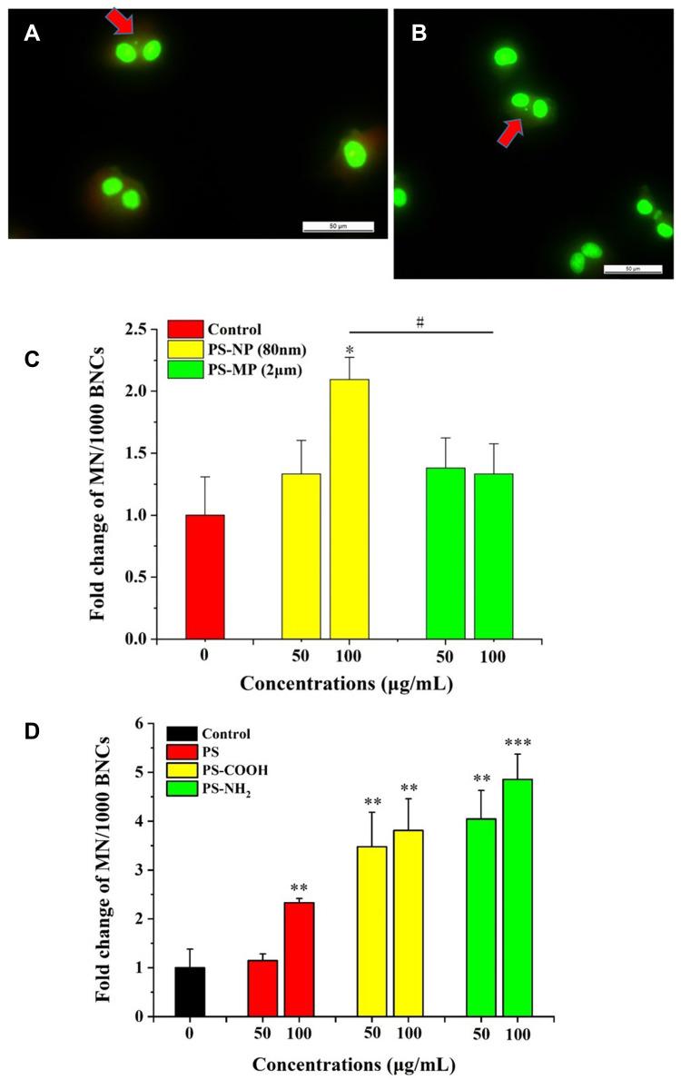 https://cdn.ncbi.nlm.nih.gov/pmc/blobs/1839/9519127/0d4b36c4c982/IJN-17-4509-g0006.jpg