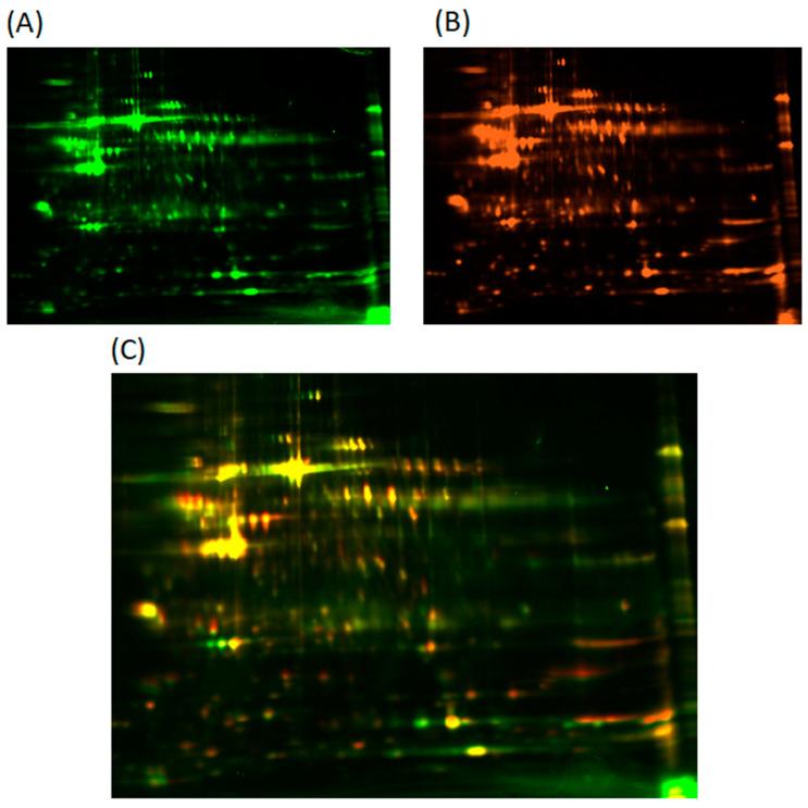 https://cdn.ncbi.nlm.nih.gov/pmc/blobs/183a/9181388/32cbf38df477/ijms-23-06340-g001.jpg