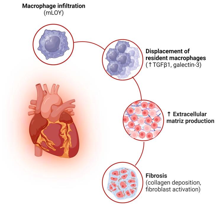https://cdn.ncbi.nlm.nih.gov/pmc/blobs/183d/11050192/82ef6f1162ed/ijms-25-04230-g005.jpg